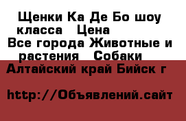 Щенки Ка Де Бо шоу класса › Цена ­ 60 000 - Все города Животные и растения » Собаки   . Алтайский край,Бийск г.